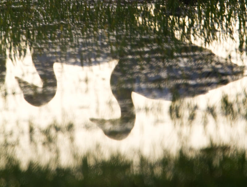 Reflection Of Snow Geese